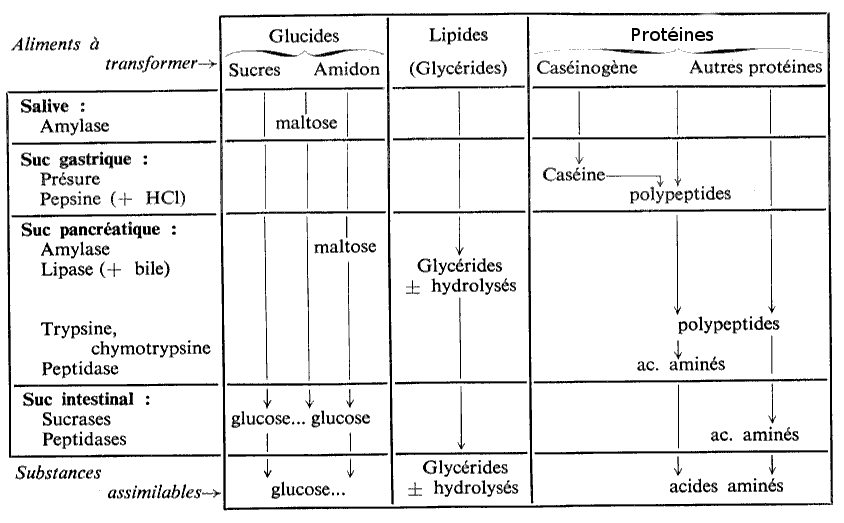 Les sucs digestifs et les enzymes